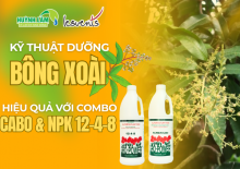KỸ THUẬT DƯỠNG BÔNG XOÀI HIỆU QUẢ VỚI COMBO CABO VÀ NPK 12-4-8