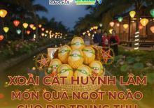 XOÀI CÁT HUỲNH LÂM - MÓN QUÀ NGỌT NGÀO CHO DỊP TRUNG THU