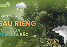 BÍ QUYẾT GIÚP SẦU RIÊNG VƯỢT QUA MÙA MƯA BÃO