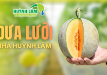 GIỚI THIỆU DƯA LƯỚI NHÀ  HUỲNH LÂM 