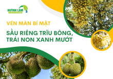 Vén màn bí mật vườn sầu riêng trĩu bông, trái non xanh mướt