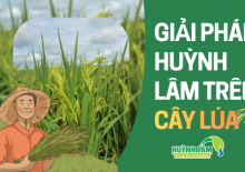 GIẢI PHÁP HUỲNH LÂM TRÊN CÂY LÚA 