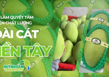 Huỳnh Lâm quyết tâm cải thiện chất lượng xoài Cát miền Tây