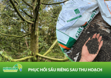 Phục Hồi Sầu Riêng Sau Thu Hoạch Hiệu Quả: Chìa Khóa Cho Vụ Mùa Bội Thu