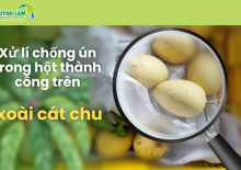 Xử lí chống ún trong hột thành công trên xoài cát chu