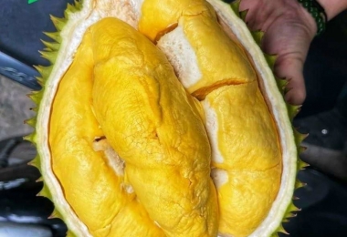 Bí mật dinh dưỡng từ sầu riêng: Ăn sầu riêng có tốt không?