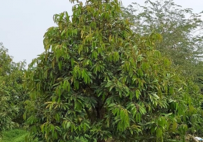 Tất tần tật thông tin về sầu riêng Ri6 – Một trong những đặc sản trái cây nổi tiếng tại Việt Nam