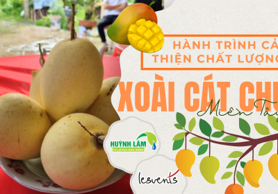 CÂU CHUYỆN VỀ HÀNH TRÌNH CẢI THIỆN CHẤT LƯỢNG XOÀI CÁT CHU MIỀN TÂY