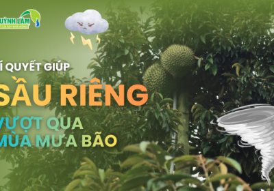 BÍ QUYẾT GIÚP SẦU RIÊNG VƯỢT QUA MÙA MƯA BÃO