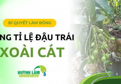 BÍ QUYẾT LÀM BÔNG VÀ TĂNG TỈ LỆ ĐẬU TRÁI TRÊN XOÀI CÁT