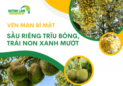Vén màn bí mật vườn sầu riêng trĩu bông, trái non xanh mướt
