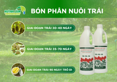 Cách bón phân cho sầu riêng giai đoạn nuôi trái – Bí quyết để trái to, cơm chắc, không rụng