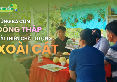 Hành trình cùng bà con Đồng Tháp cải thiện chất lượng xoài cát 