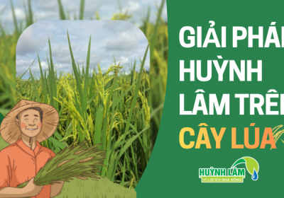 GIẢI PHÁP HUỲNH LÂM TRÊN CÂY LÚA 