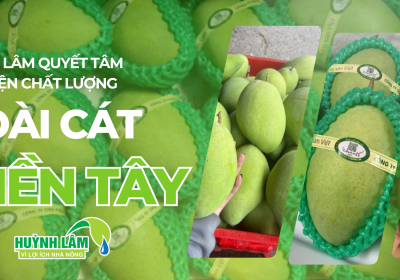 Huỳnh Lâm quyết tâm cải thiện chất lượng xoài Cát miền Tây