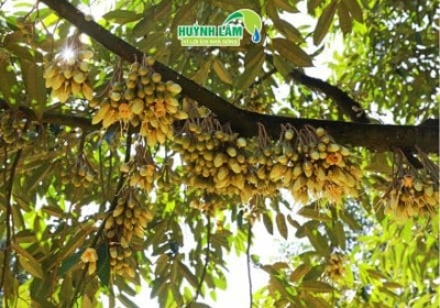 Quy Trình Dưỡng Bông Cho Sầu Riêng: Chăm Đúng Cách, Hoa Khỏe – Đậu Trái Cao