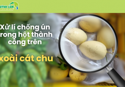 Xử lí chống ún trong hột thành công trên xoài cát chu