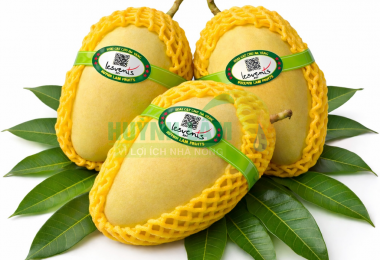 Xoài Cát Chu Vàng 