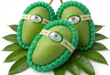 Xoài cát Hòa Lộc