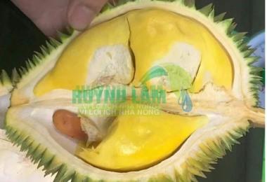 Sầu Riêng Sáu Hữu