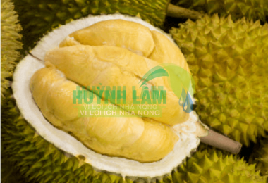 Sầu Riêng MonThong (DONA)