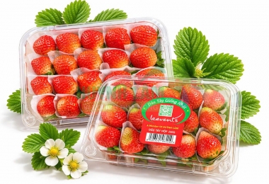 Dâu tây giống Nhật