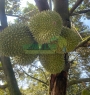 Sầu Riêng Musang King