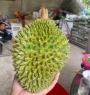 Sầu Riêng Musang King