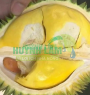 Sầu Riêng Sáu Hữu