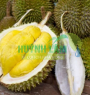 Sầu Riêng MonThong (DONA)