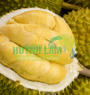 Sầu Riêng MonThong (DONA)