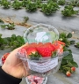 Dâu tây giống Nhật