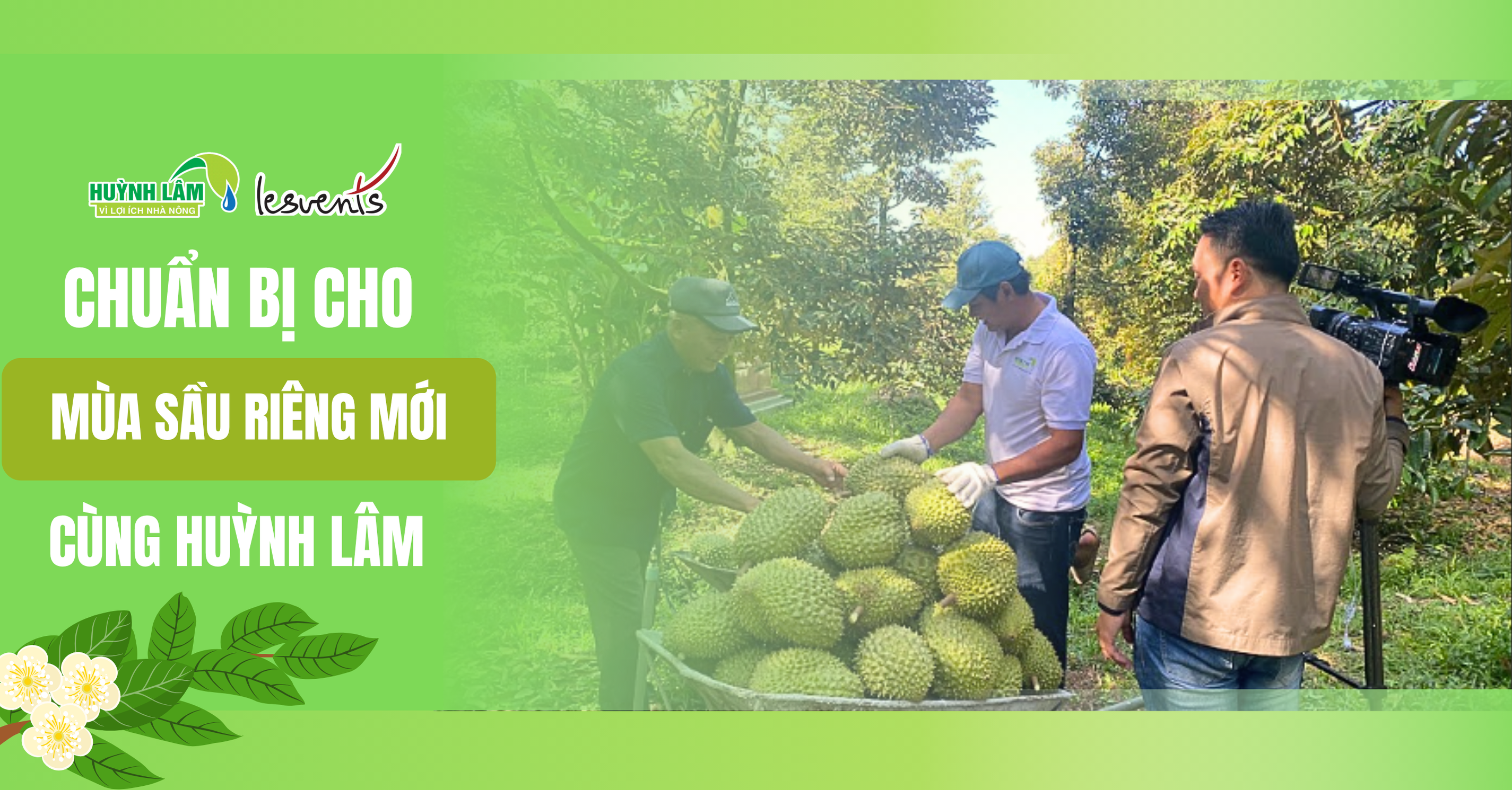 Sầu riêng được thu hoạch sau mùa vụ thành công của bà con cùng Huỳnh Lâm