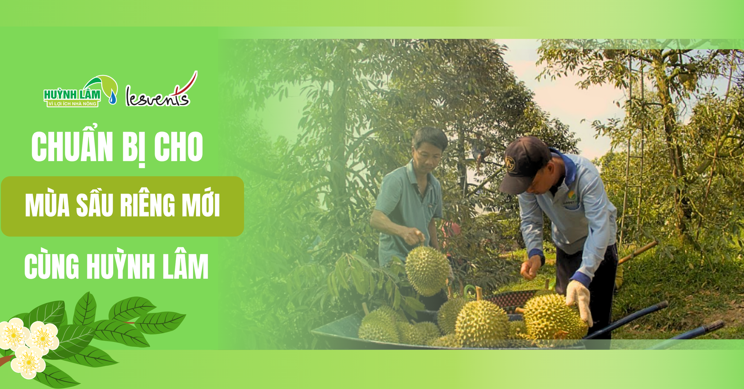 Sầu riêng được thu hoạch