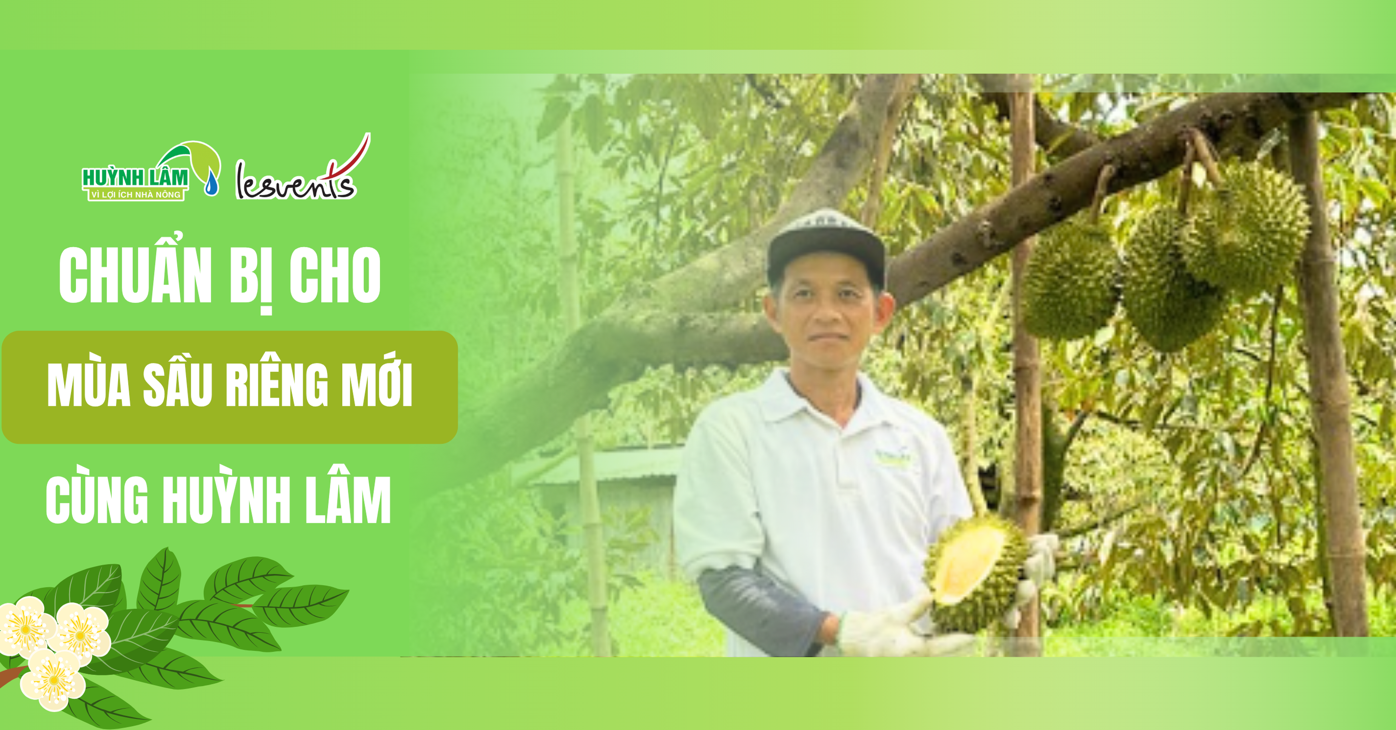 Múi sầu riêng vàng ươm, ngậy và béo