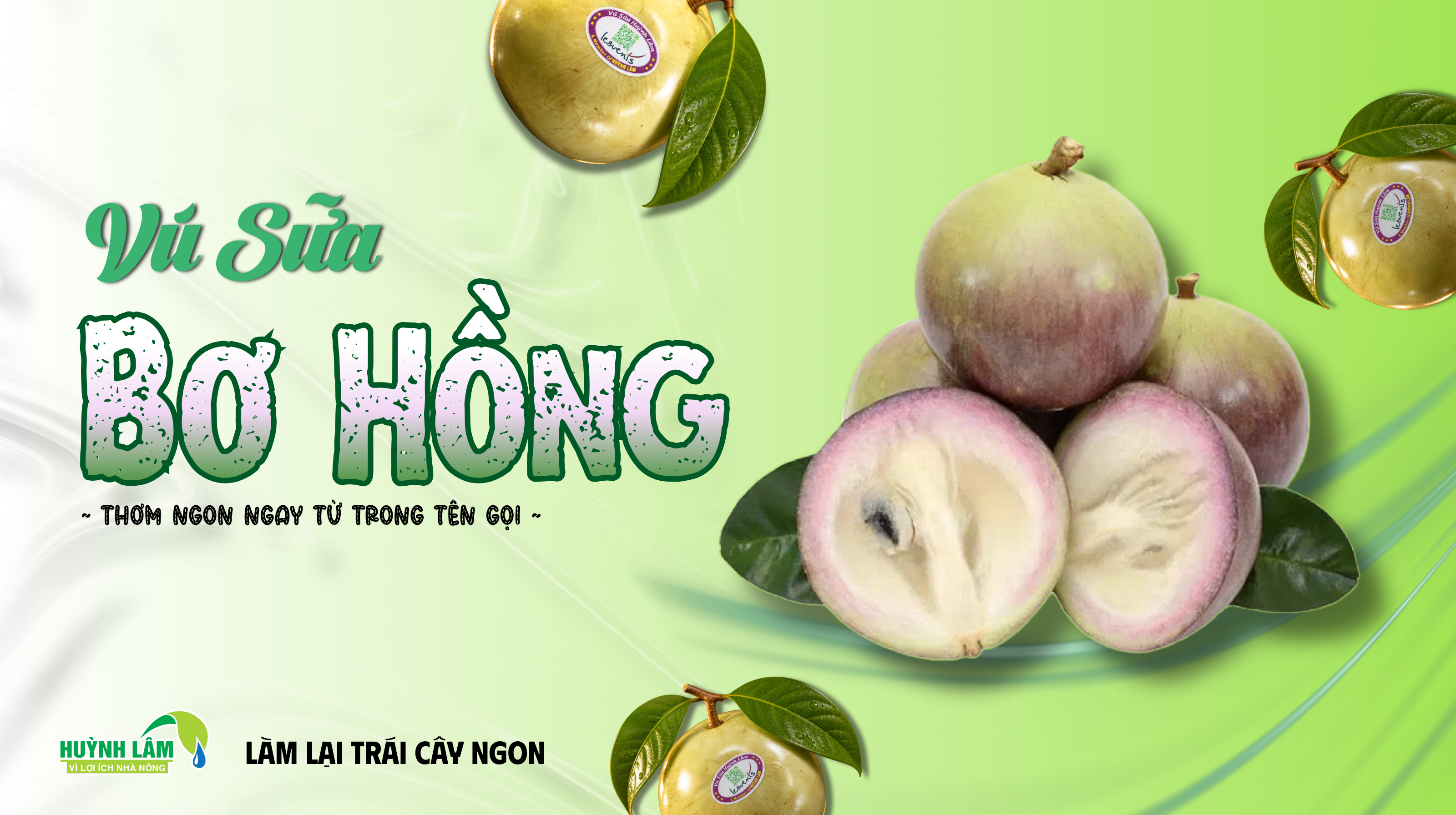 vú sữa
