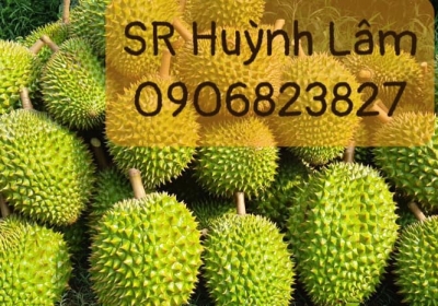 SẦU RIÊNG HUỲNH LÂM TUYỂN ĐẠI LÝ TOÀN QUỐC