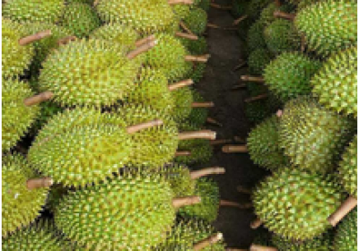 NHÀ PHÂN PHỐI SẦU RIÊNG