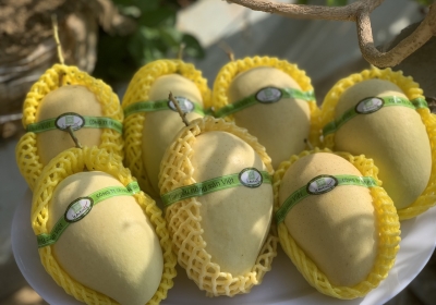 NHÀ PHÂN PHỐI XOÀI CÁT CHU DA VÀNG